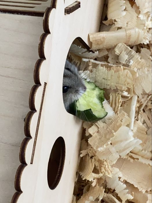 Хомячок джунгарский