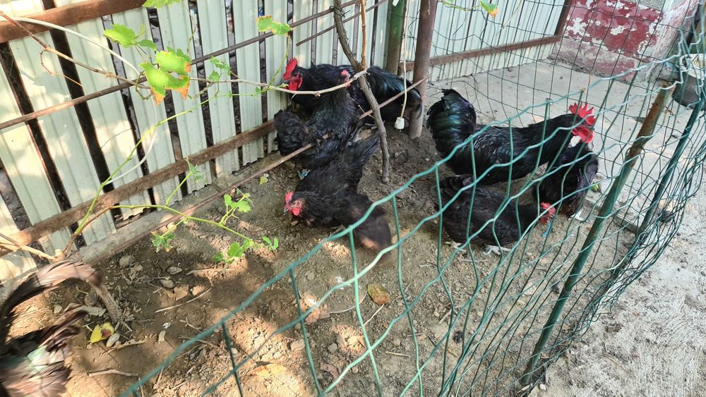 Ouă găini rasa Australorp negru