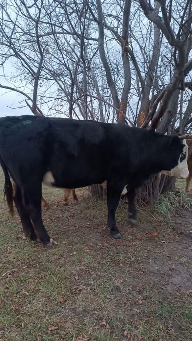 Продам 1.5 годовалых быков