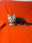Maine Coon cu părinții campioni !