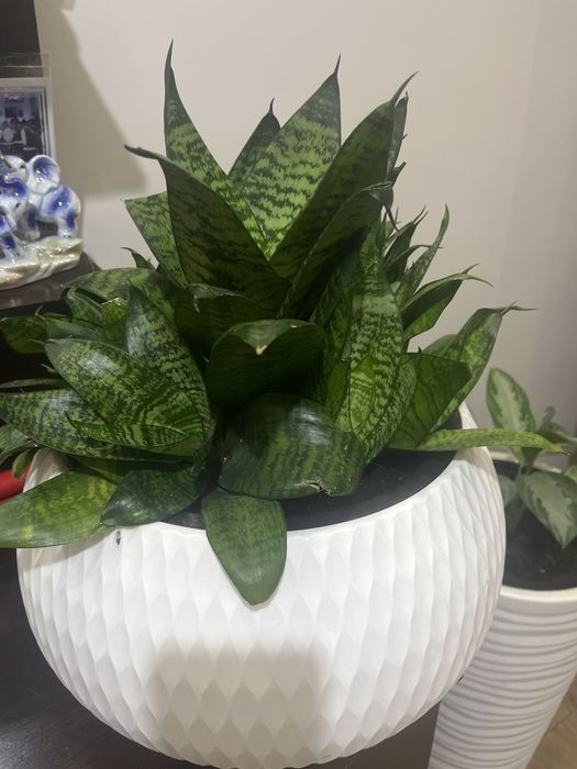 Комнатные цветы легко ухаживать