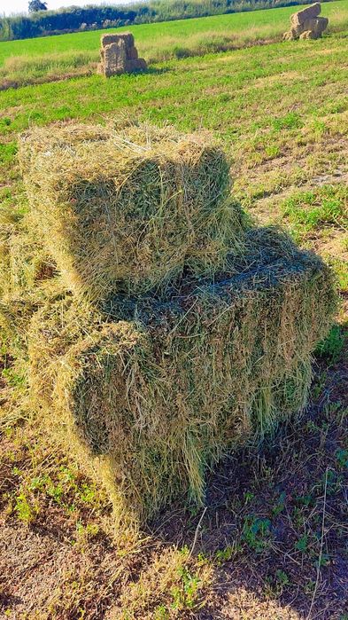 Beda,quruq,90 sm 33 ming yerni ichidan