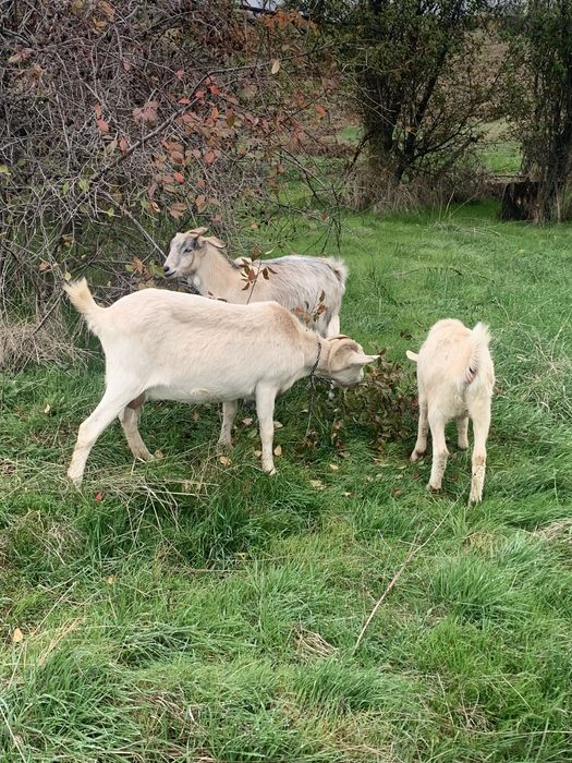 Vand capra cu 2 iede mari