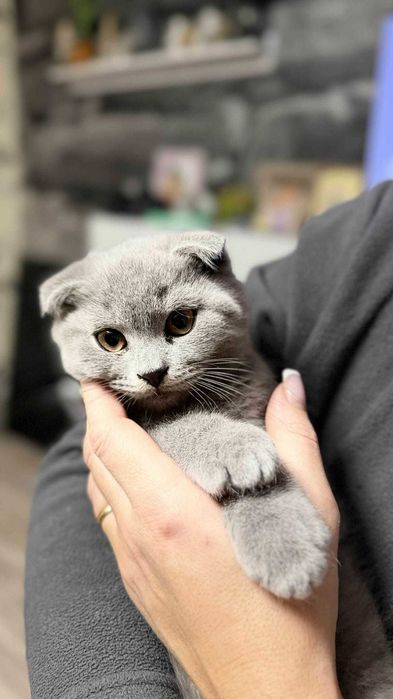 Британски,Шотландски късокосмести клепоухи и правоухи котенца