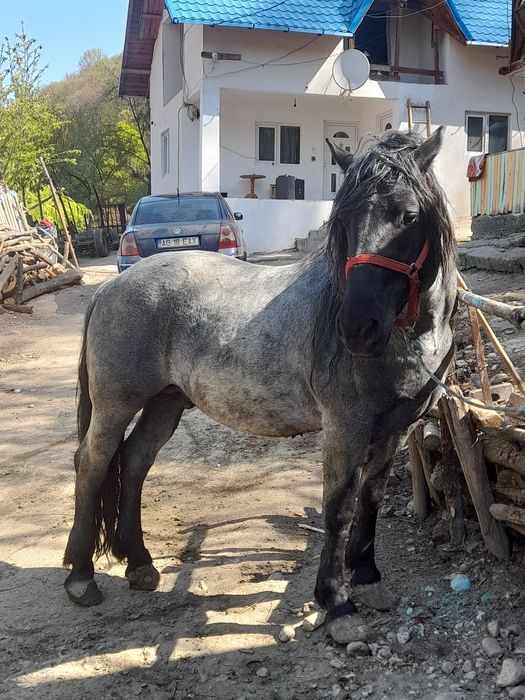 Cal de vânzare 7 ani probe