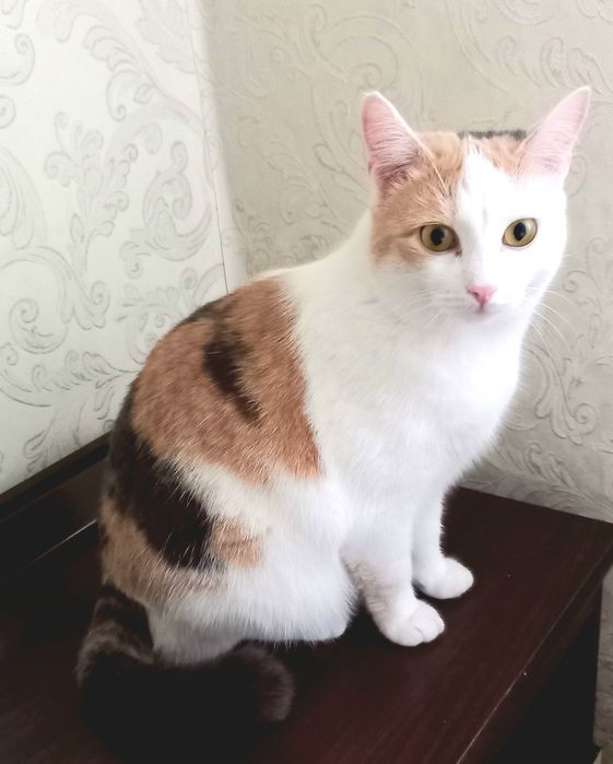 ОЧЕНЬ ласковая кошечка .Ксюша Стерилизована