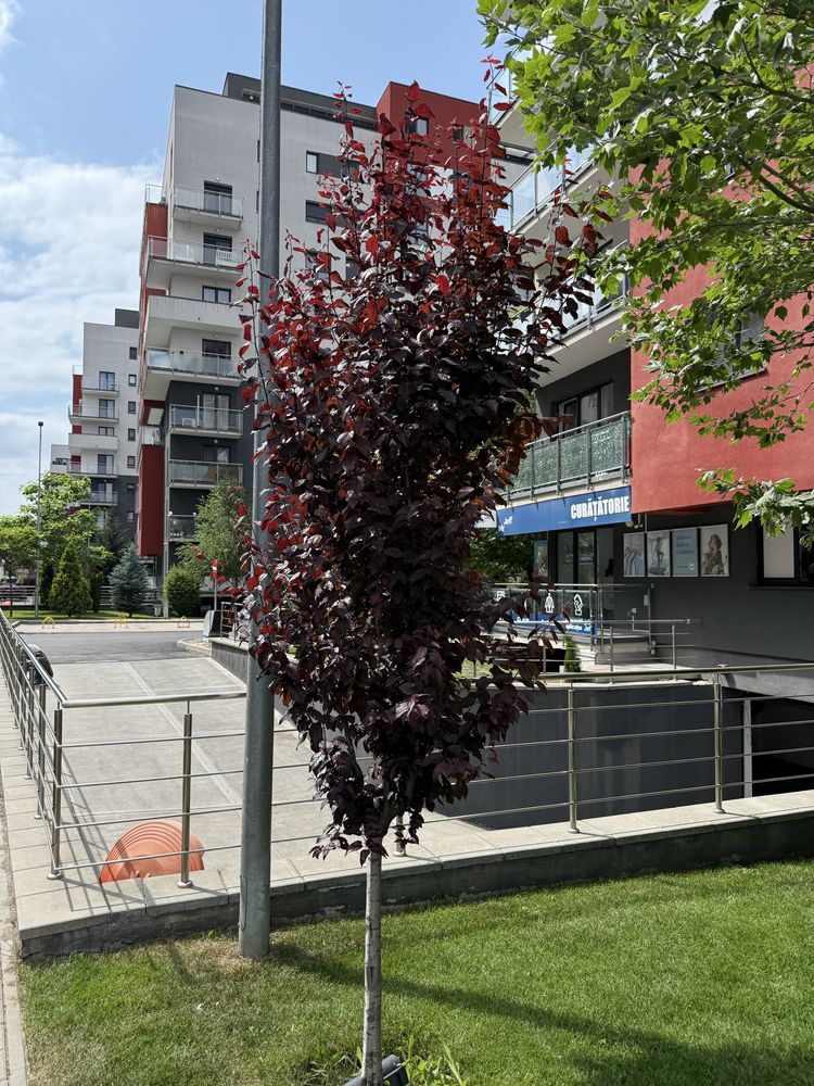 Vand plante ornamentale calitate extra
