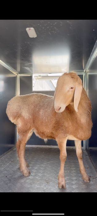 Qoy Қўй · Қўчқор · Кўчкор — Жойида Сўйиб Берамиз

Самарқанд то