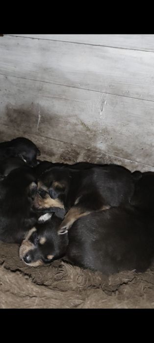 Щенки  , с доставкой !