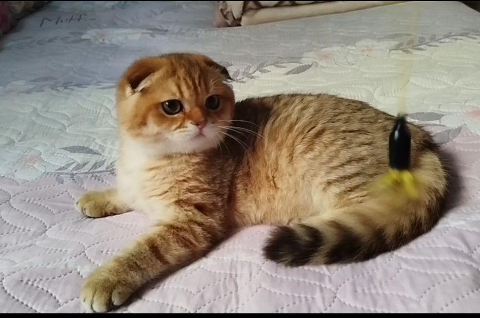 Продаётся чистокровный фолд шиншилла