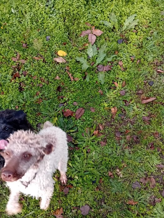 Логото романьол  кучета