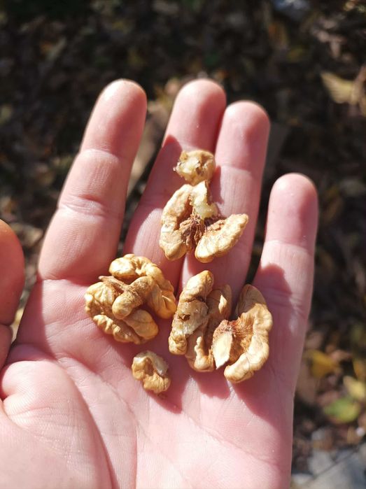 Vand nuca in coaja de anul acesta