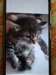 Котёнок  отдается в добрые руки