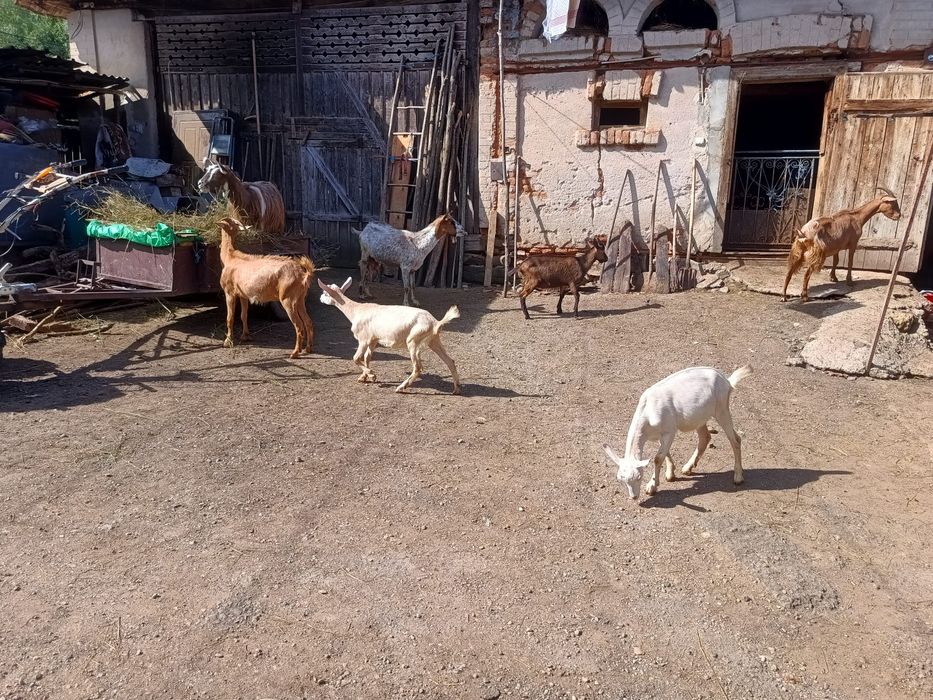 Capre si Iezi de vânzare