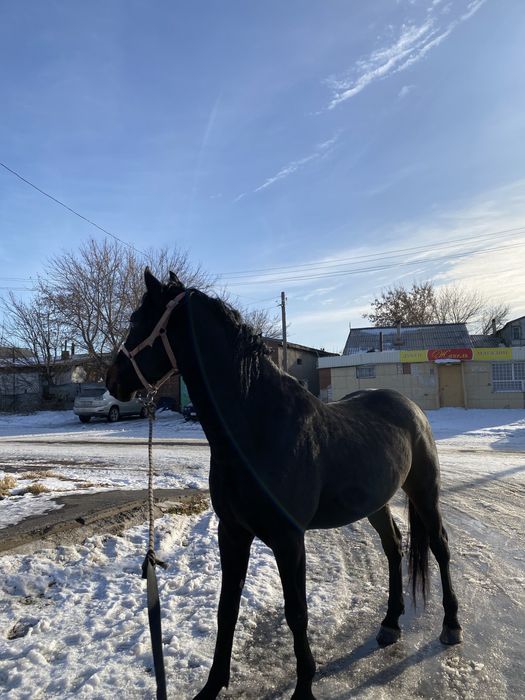 Лошоди обмен на машину