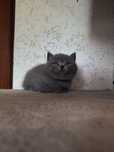 British Shorthair Blue