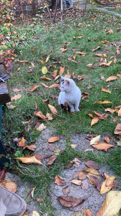 Спешно! Подарявам коте на 6 месеца, обезпаразитено - женско