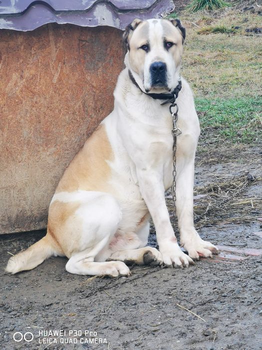 Mascul Asia Centrala