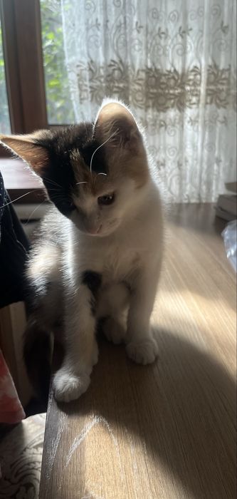 Трехцветный котенок. Ищем хорошего хозяина для котенка.
