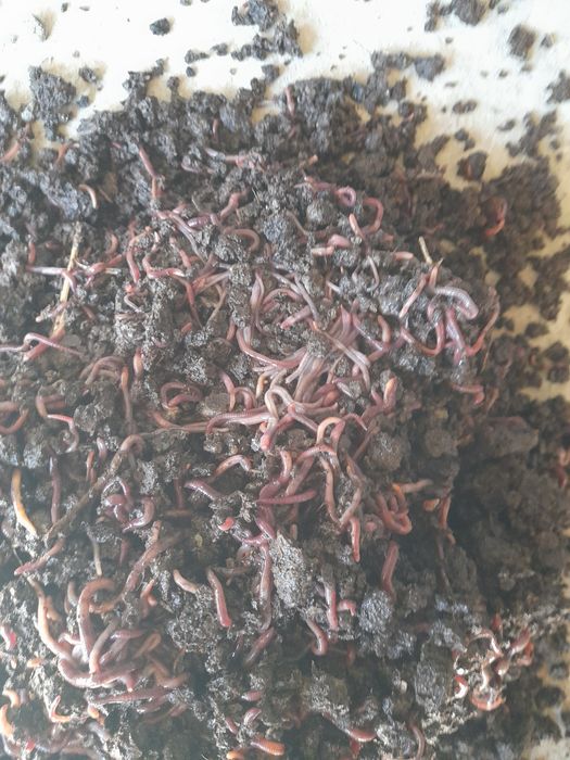 Продаются калифорнийские черви.