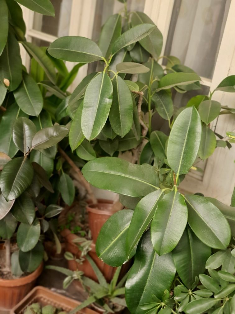 Xona gullari Ficus, Arma VA boshqa xona gullari  gullar