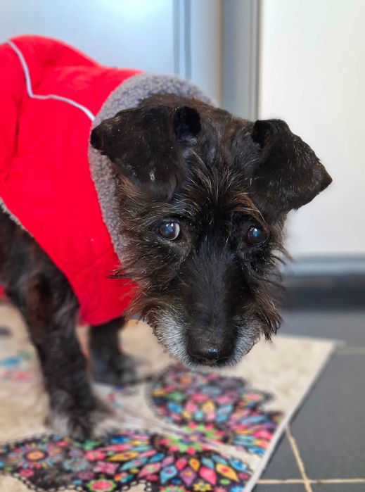 Adoptie caine negru talie medie