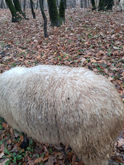 Vând Berbeac Metis Suffolk