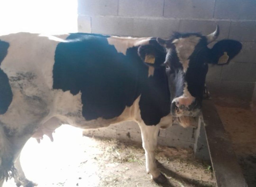 Vând vaca 4 ani gestanta
