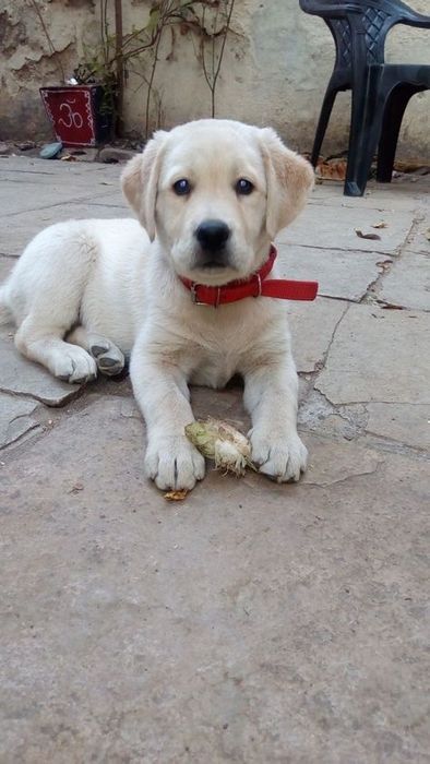 Labrador retriever