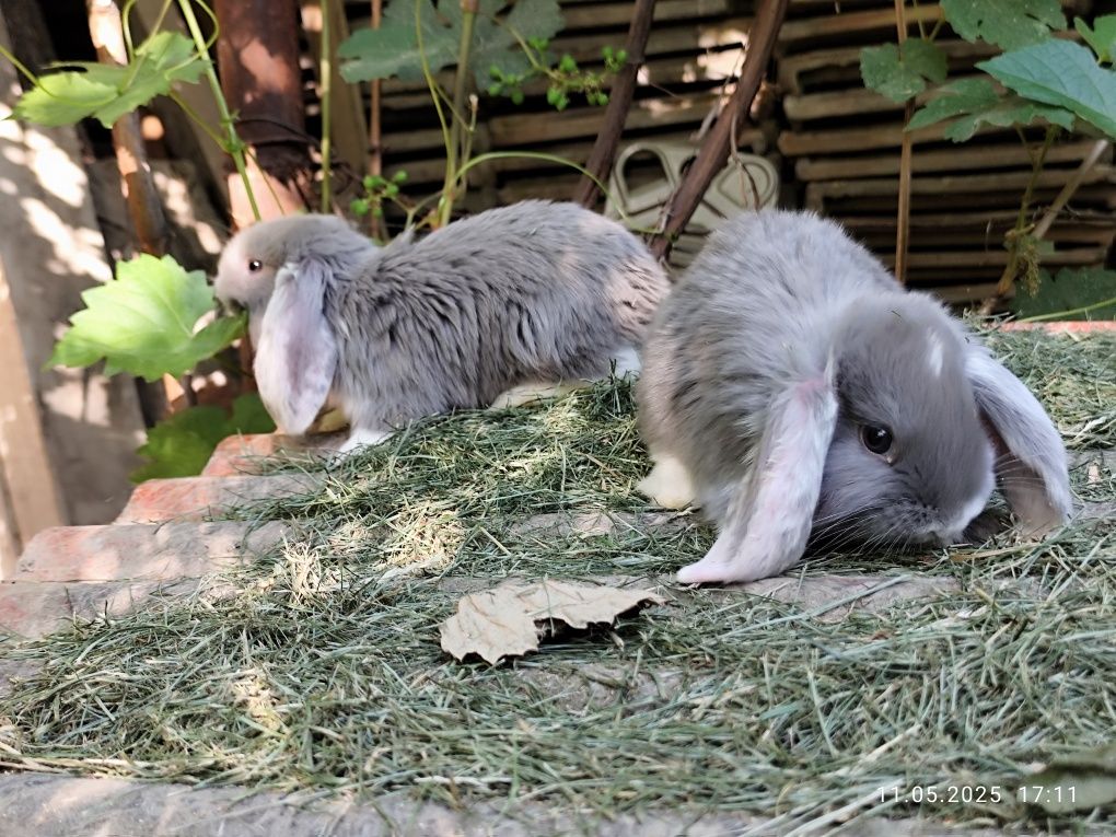 Продаю крольчат французский баран