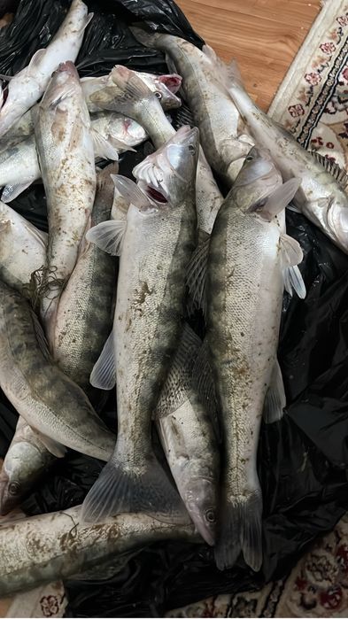 Рыба свежий сегодний