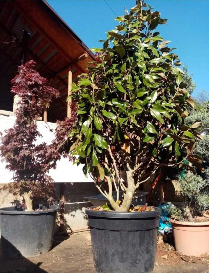 Catalpa , Tuia Magnolia Copac , Brad Argintiu , Plante Ornamentale