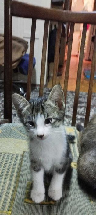 Отдам котят в хорошие руки