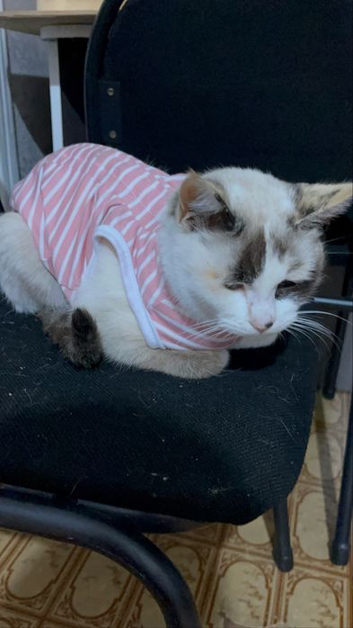 Отдаем кошечку в добрые руки бесплатно!!