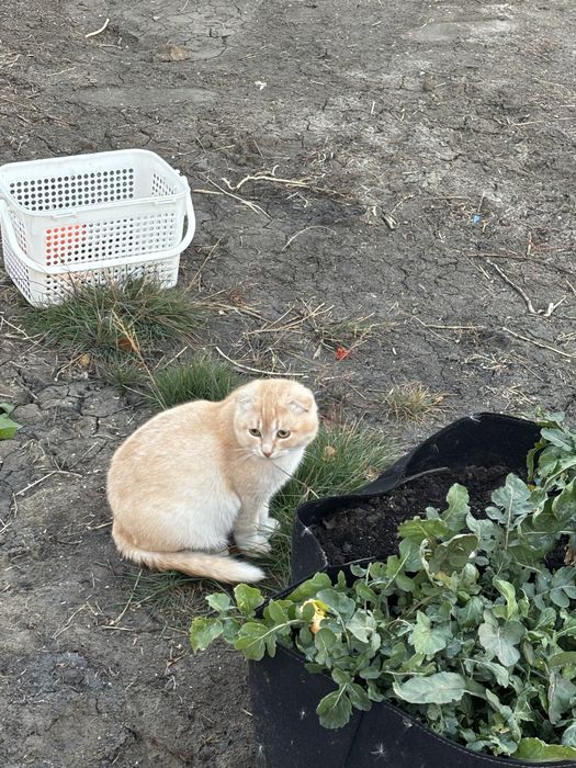 Котенок бесплатно