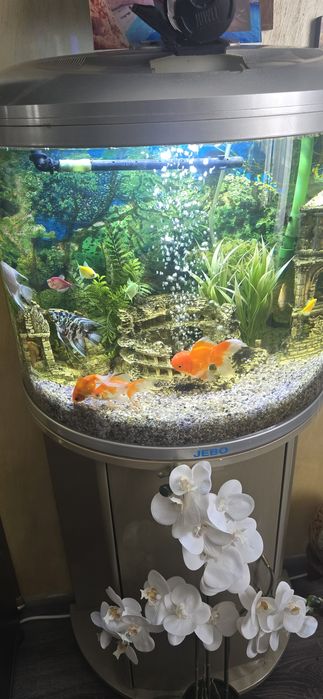 Vand acvariu asa cum se vede in poze