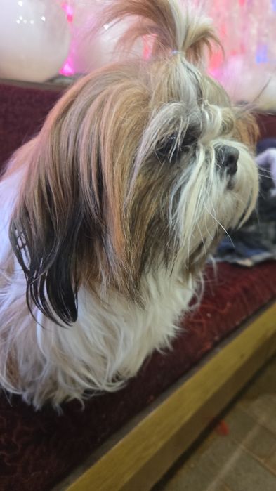Ши тцу shi tzu shihtzu