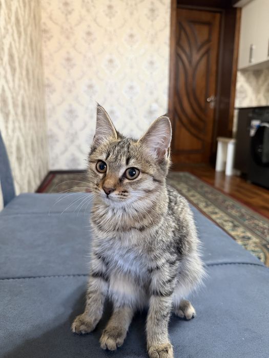 Pishiq beriledi taza pishiq