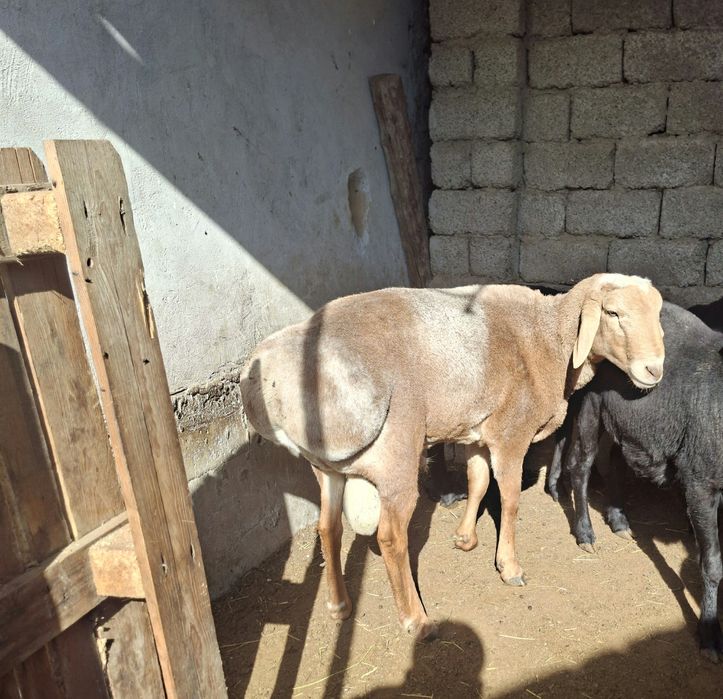 Qochqor sotiladi Yeb ichishiga javob