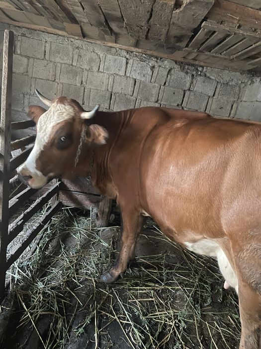 Vând vacă bălțată