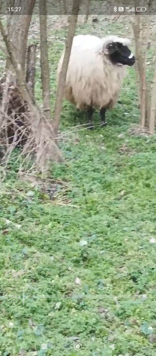 oi breze  de calitate