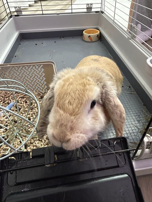 Iepuraş berbec ( lop)