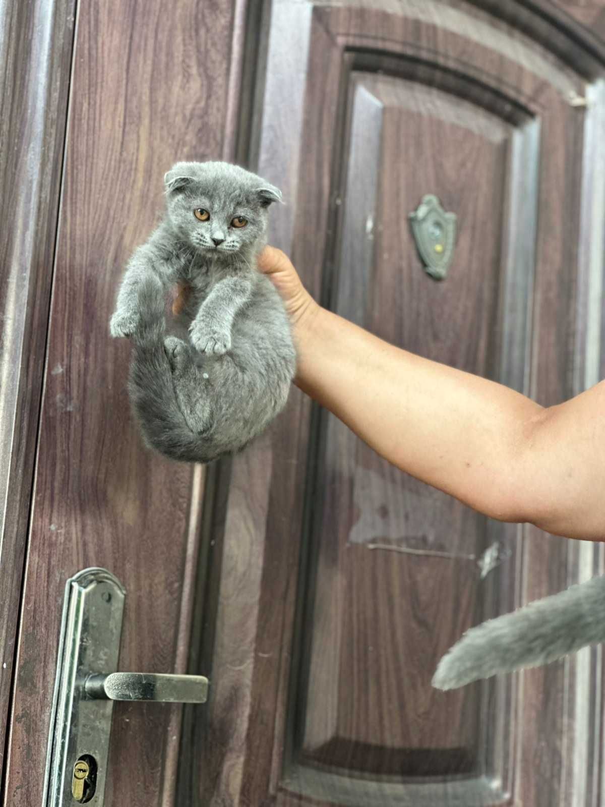 Шотлански котета