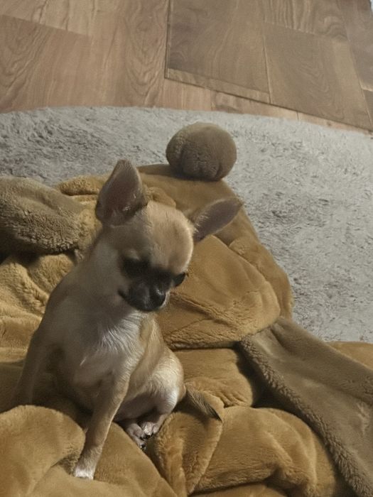 Чихуахуа мини момиче