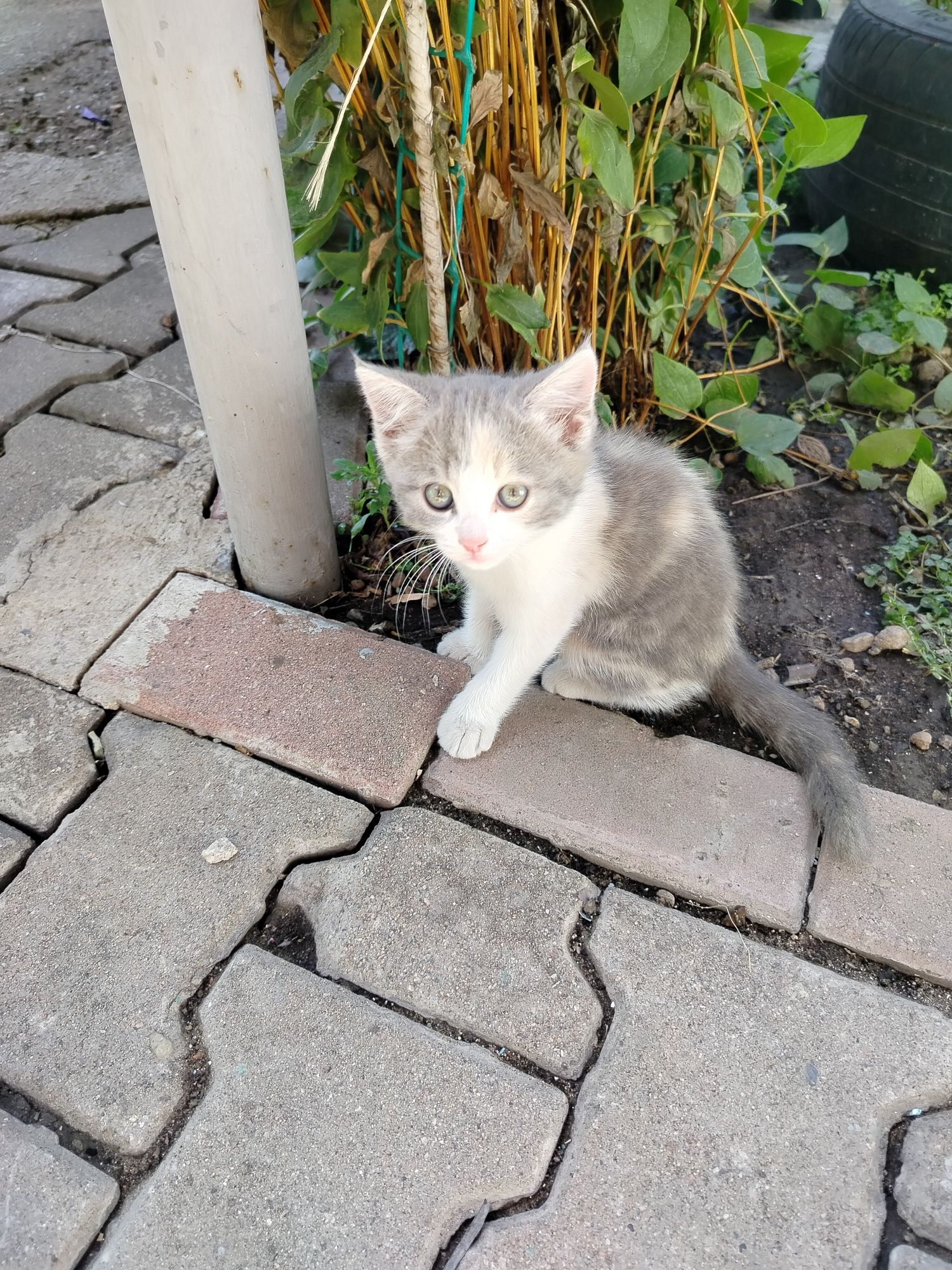 Отдам котенка, девочка.