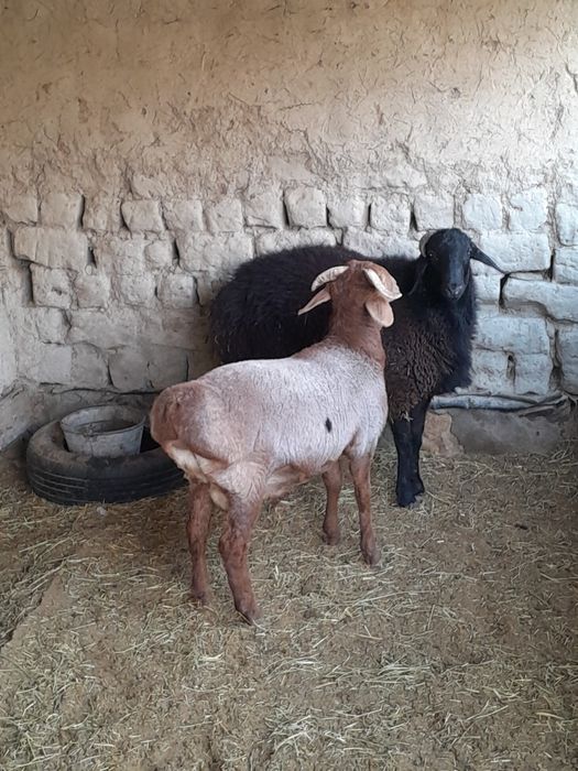 Кучкорлар сотилади