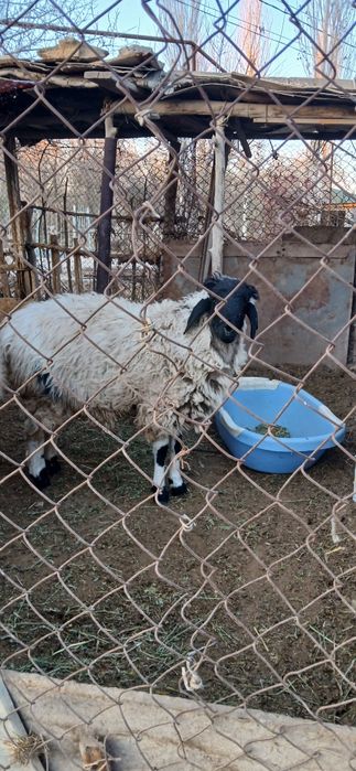 Qoy satiladi 3,500.mln kelisimli