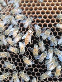 Пчели майки Бъкфаст