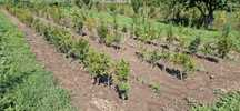 Buxus, gard viu, planta ornamentala
