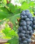 Vând struguri negri,nobili,pt vin gata culesi